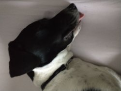 Unsweetened tea Meme Template