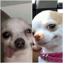 Dumb dog v.s Smart dog Meme Template