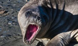 Angry Seal Meme Template