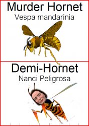Demi Hornet Meme Template