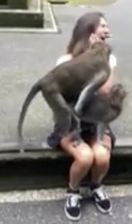 monkeys humping on womans lap Meme Template