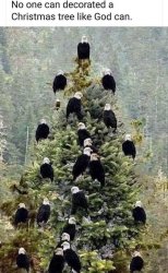 Bald Eagle Christmas tree Meme Template