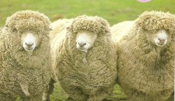 Three sheeps Meme Template