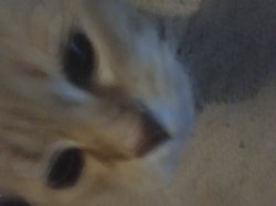 Face cat Meme Template