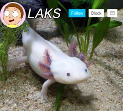 LAKS axolotl template Meme Template