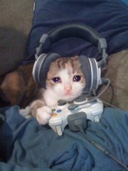 Sad Gamer cat with headphones crying while playing video games Meme Template