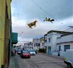 Flying cows Meme Template