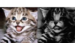 Traumatized cat Meme Template