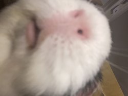 Piggie Nose Meme Template