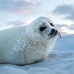 seal Meme Template