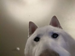 Shiba Dog Selfie Meme Template
