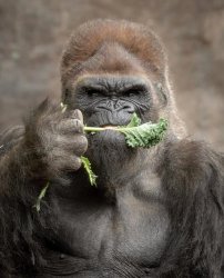 Veggie Gorilla Meme Template