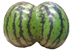 Water melon Meme Template