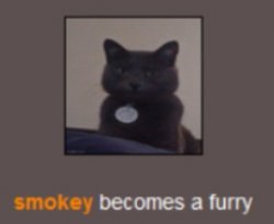 How does a cat become a furry Meme Template