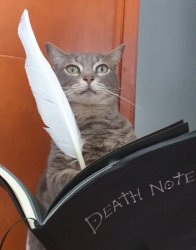 Death note cat Meme Template