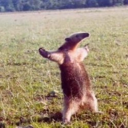 anteater Meme Template