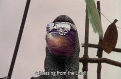 Sloth a blessing from the lord Meme Template