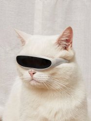 Future Cat Meme Template