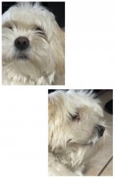 Does Not Care Dog Meme Template