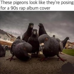 Gangsta pigeons Meme Template
