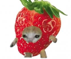 Fruitycatstrawberry Meme Template