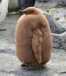 Fat penguin Meme Template
