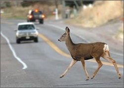 Deer in the road Meme Template