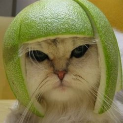cat with helmet made of fruit Meme Template