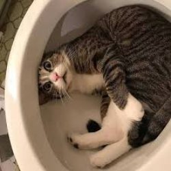 funny cat in toilet Meme Template