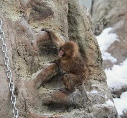 monkey rock climbing Meme Template