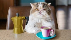 Coffee cat Meme Template