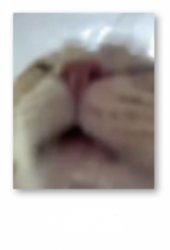 Goodmorning Meme Template