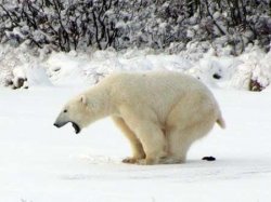 Polar Bear Shits in the Snow Meme Template