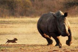 rhino running from small dog Meme Template
