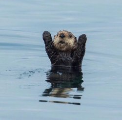 otter hand up Meme Template