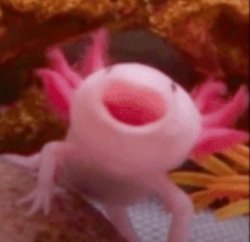 Happy Axolotl Meme Template