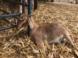 Dead goat trapped in bars Meme Template