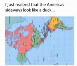 America duck Meme Template