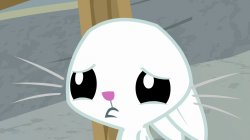 Sad Angel Bunny (MLP) Meme Template