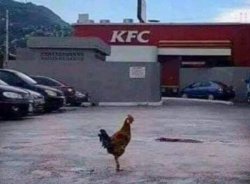 Kfc rooster Meme Template