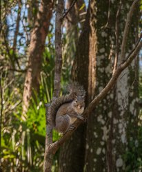 Annoyed squirrel Meme Template