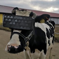 VR cow Meme Template