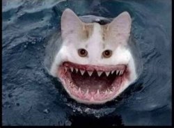 Shark cat Meme Template