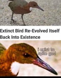 Extinct bird Meme Template