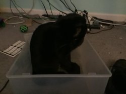 Cat in a box Meme Template