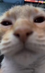 CatCloseup Meme Template