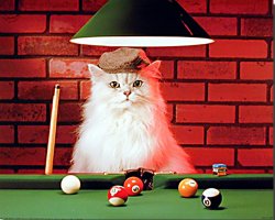 Billiards Cat Meme Template