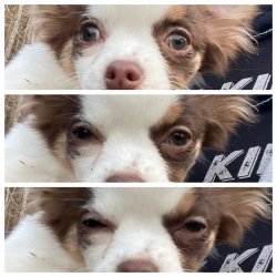 KK’s Matiya Meme Template
