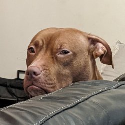 Dog disapproves Meme Template