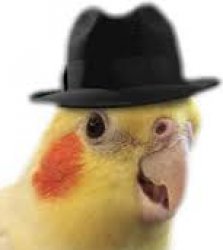 Hat-a-tiel Meme Template